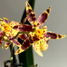 Орхидея Oncidium Titanium Treasure yellow 