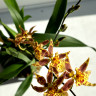 Орхидея Oncidium Titanium Treasure yellow 