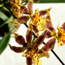 Орхидея Oncidium Titanium Treasure yellow 
