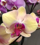 Орхидея Phalaenopsis Sammie Gold (отцвел, РЕАНИМАШКА)