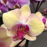 Орхидея Phalaenopsis Sammie Gold (отцвел, РЕАНИМАШКА)