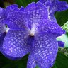 Орхидея Vanda Sansai Blue (отцвела)
