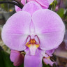 Орхидея Phalaenopsis  (отцвел) 