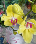 Орхидея Phalaenopsis peloric