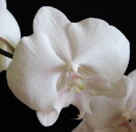 Орхидея Phalaenopsis Leontine, Big Lip