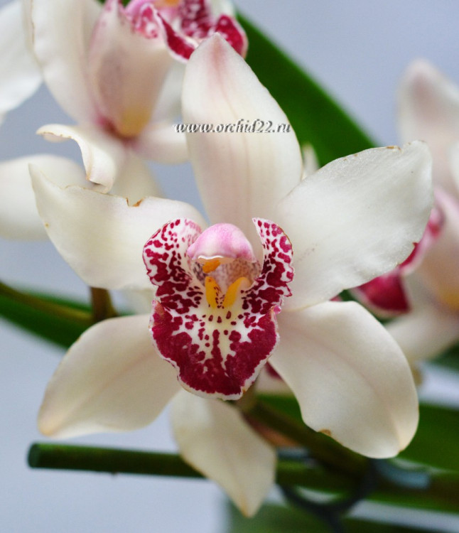 Орхидея Cymbidium (отцвел)