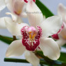 Орхидея Cymbidium (отцвел)