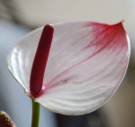 Anthurium Princess Amalia Elegance (деленка без цветов)