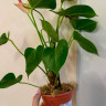 Anthurium Princess Amalia Elegance (деленка без цветов)