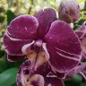 Орхидея Phalaenopsis mutation