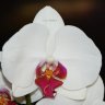 Орхидея Phalaenopsis Red Lip (отцвел)