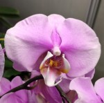 Орхидея Phalaenopsis (отцвел, РЕАНИМАШКА) 