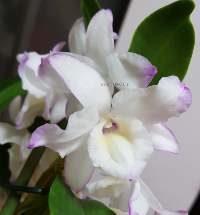 Орхидея Dendrobium nobile Sea Mary (отцвёл)