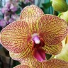 Орхидея Phalaenopsis KV Beauty