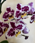 Орхидея Phalaenopsis multiflora 