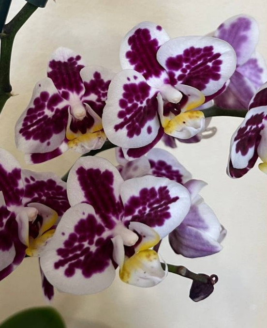 Орхидея Phalaenopsis multiflora 