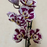 Орхидея Phalaenopsis multiflora 