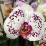 Орхидея Phalaenopsis Callisto (отцвел)