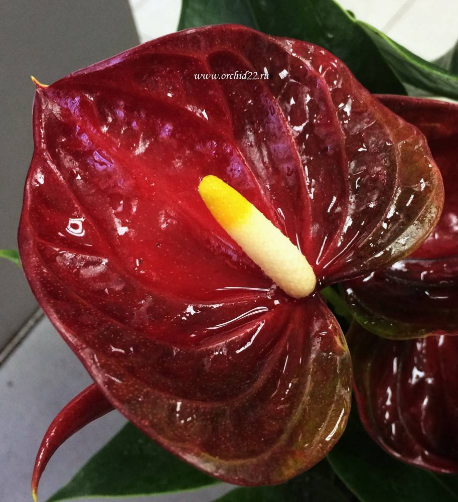 Anthurium Arion Brown (  )