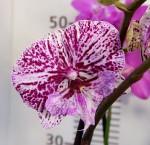 Орхидея Phalaenopsis Chocolate, Big Lip        