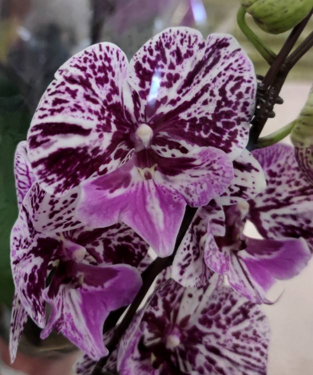 Орхидея Phalaenopsis Chocolate, Big Lip        