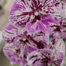 Орхидея Phalaenopsis Chocolate, Big Lip        