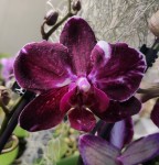 Орхидея Phalaenopsis Veronica mutation
