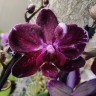 Орхидея Phalaenopsis Veronica mutation