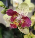 Орхидея Phal. Chi-Yueh Kaleidescope (отцвел)