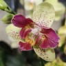 Орхидея Phal. Chi-Yueh Kaleidescope (отцвел)