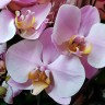 Орхидея Phalaenopsis Salinas (отцвел)