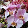 Орхидея Phalaenopsis Salinas (отцвел)