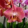 Орхидея Phalaenopsis Leco Fantastic (отцвел) 