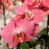 Орхидея Phalaenopsis Leco Fantastic 