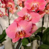 Орхидея Phalaenopsis Leco Fantastic 