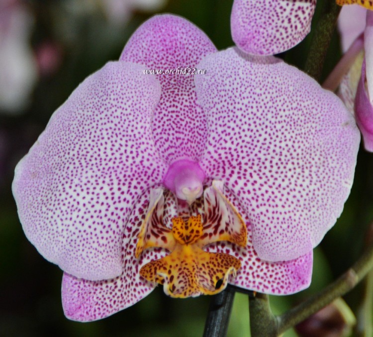 Орхидея Phalaenopsis Manhattan (отцвел)
