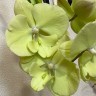 Орхидея Phalaenopsis Green, Big Lip (отцвел, РЕАНИМАШКА)    