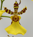 Орхидея Oncidium Honey Bee (отцвел)