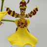 Орхидея Oncidium Honey Bee (отцвел)