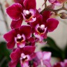 Орхидея Phalaenopsis Cranberry Cha Cha, multiflora  