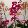 Орхидея Phalaenopsis Cranberry Cha Cha, multiflora  