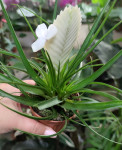 Тилландсия Бианцини (Tillandsia Bianchini)