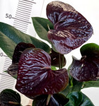 Anthurium Essencia (отцвел)