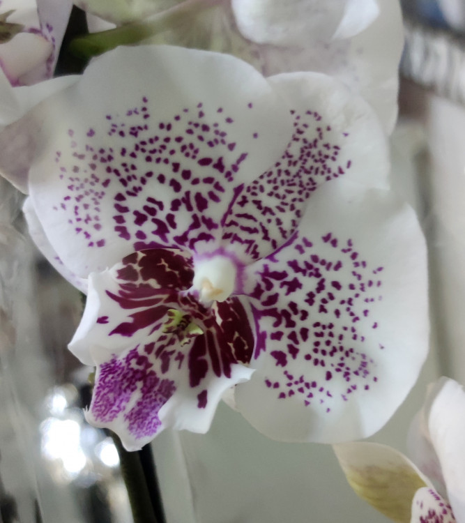 Орхидея Phalaenopsis Frida, Big Lip (отцвел)