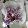 Орхидея Phalaenopsis Frida, Big Lip (отцвел)