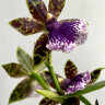 Орхидея Zygopetalum Titanic 