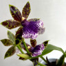 Орхидея Zygopetalum Titanic 
