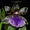 Орхидея Zygopetalum Titanic (отцвел)