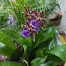 Орхидея Zygopetalum Titanic 