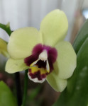 Орхидея Phalaenopsis Deep Secret, multiflora (отцвел)